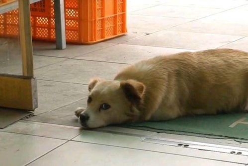 捡无人区救命粮喂狗，网红账号被封，道德底线何在？